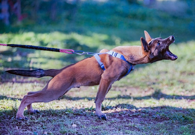 Photo side view of a dog on field