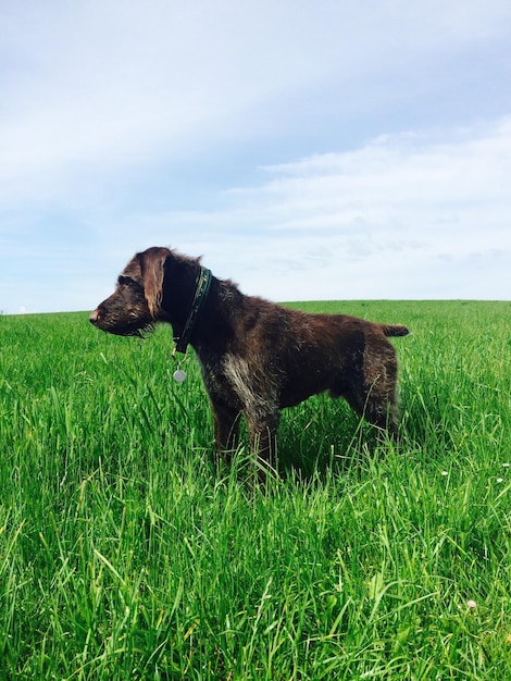 Photo side view of a dog on grassland