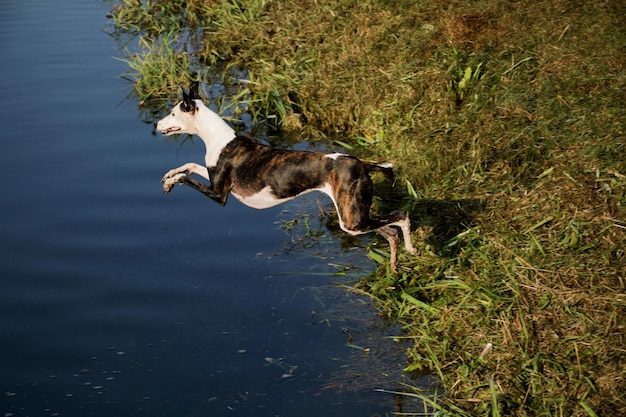 Side view of dog jumping in water