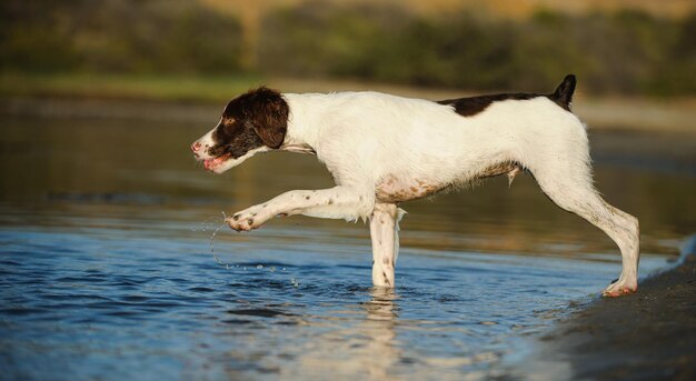 Photo side view of dog in lake