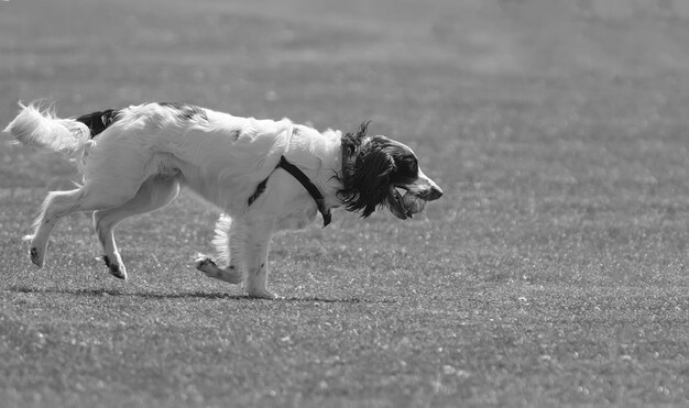 Photo side view of a dog on landscape