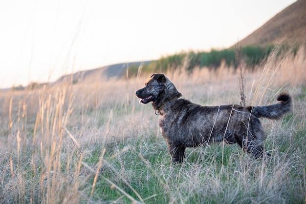 Photo side view of dog looking away on field