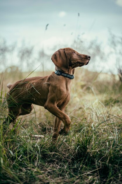 Foto vista laterale di un cane che guarda lontano mentre cammina sul campo erboso contro il cielo