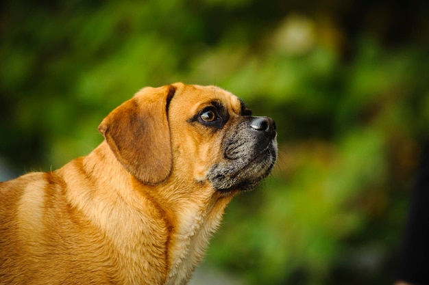 犬が目をそらしているサイドビュー