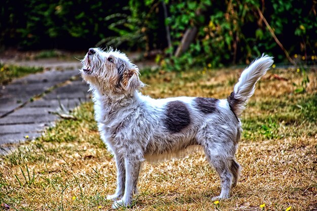 Photo side view of a dog looking away