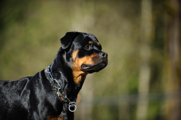 犬が向こうを見ている側面の景色