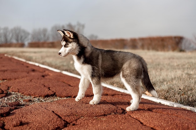 Side view of a dog looking away