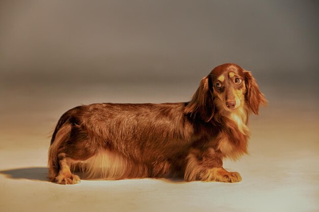 Side view of a dog looking away