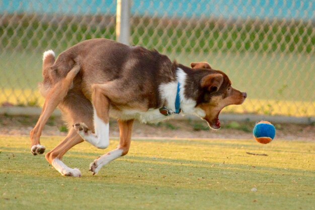 Foto vista laterale di un cane che gioca con la palla