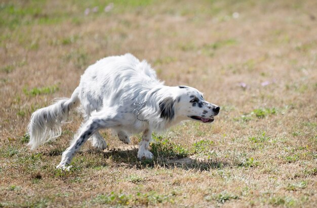 Side view of dog running on field