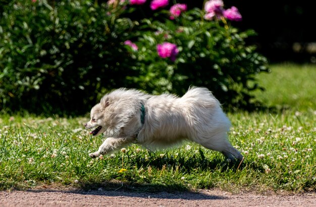 Side view of dog running on field