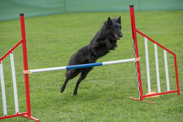 草原で走っている犬のサイドビュー