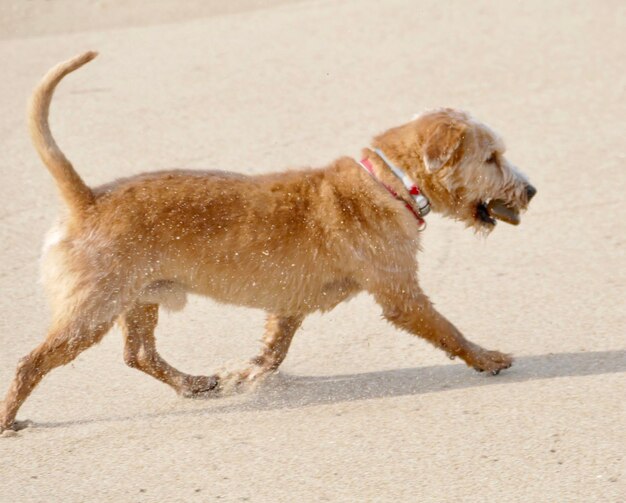 Photo side view of dog running