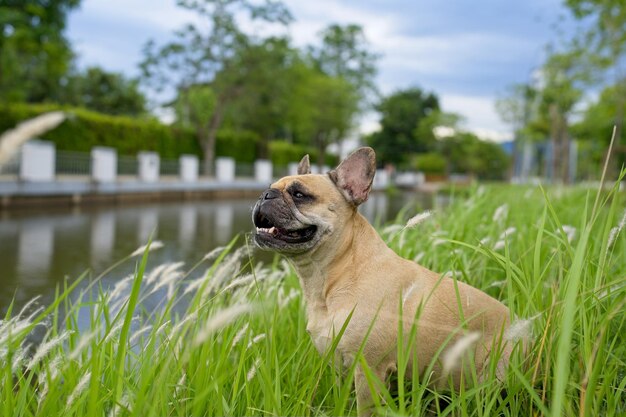 Side view dog sitting nearby the pond looking away