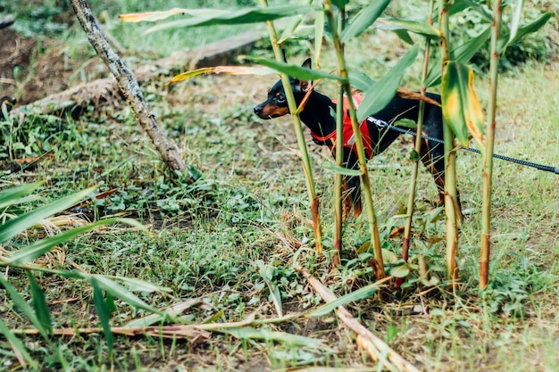 Foto vista laterale di un cane in piedi vicino alle piante sul campo