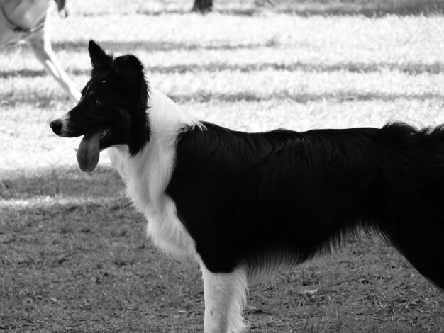 Foto vista laterale di un cane in piedi sul campo