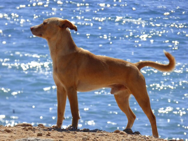 Vista laterale di un cane in piedi sulla riva del lago