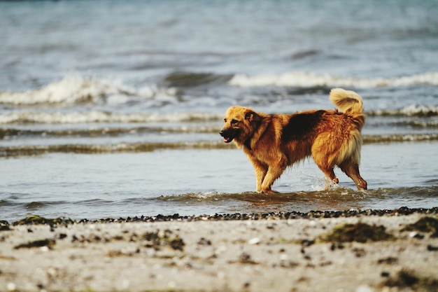 ビーチで歩いている犬の横の景色