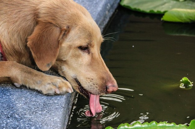 Photo side view of dog in water