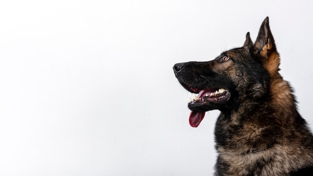 Foto cane di vista laterale con la lingua fuori su fondo bianco