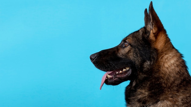 写真 舌を出したサイドビュー犬