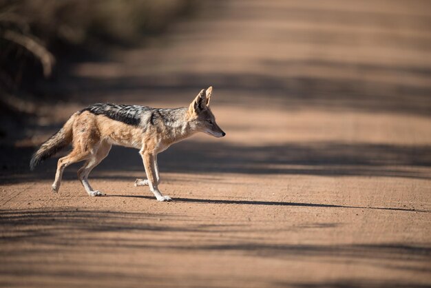 Photo side view of a dog