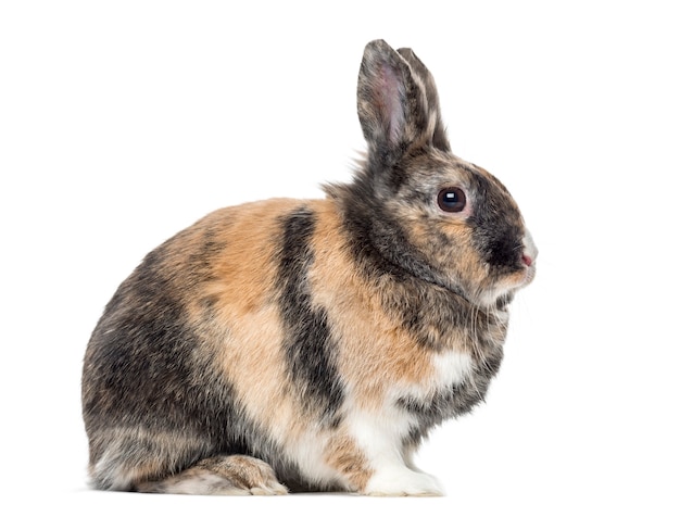 Side view of a domestic rabbit isolated on white