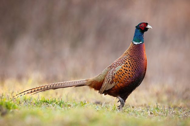 Side view of dominant common pheasant cock in spring time.
