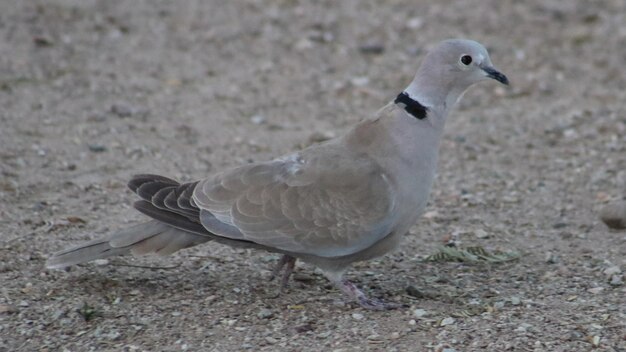 Photo side view of dove on dirt