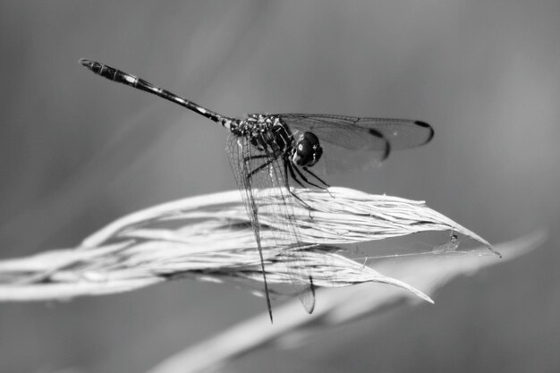 Photo side view of dragonfly perching on crop against clear sky