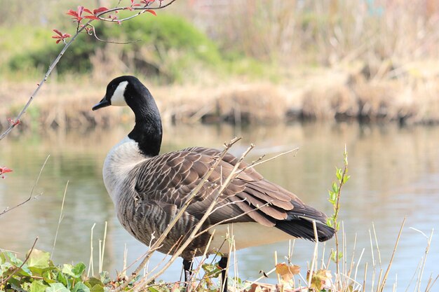 Photo side view of a duck in lake