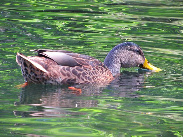 Side view of a duck in lake