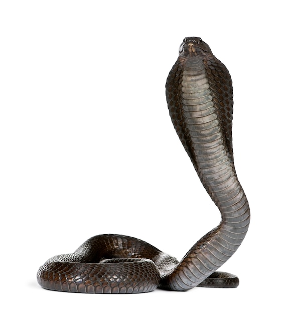 Photo side view of egyptian cobra, naja haje isolated