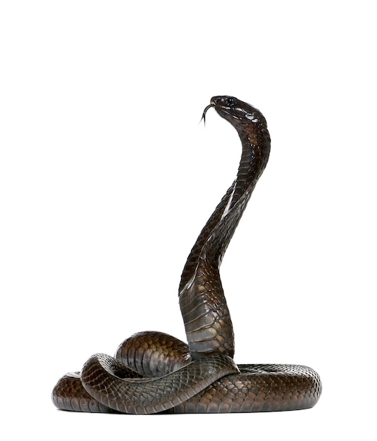 Side view of Egyptian cobra, Naja haje isolated