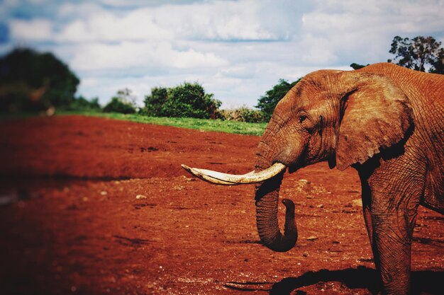 Foto vista laterale di un elefante sul campo contro il cielo