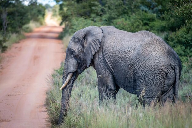 Foto vista laterale dell'elefante sul campo