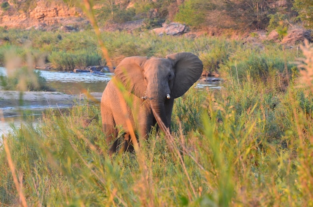 Photo side view of elephant in lake