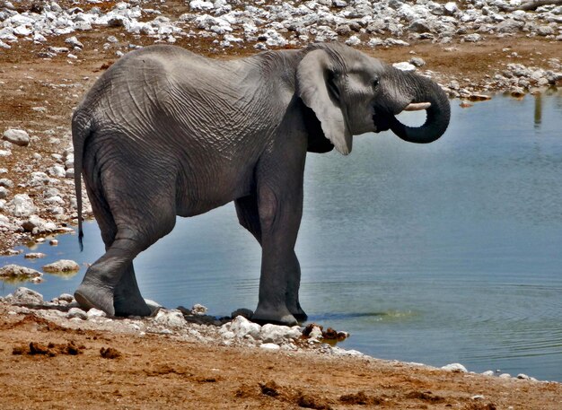 Foto vista laterale di un elefante in piedi vicino all'acqua