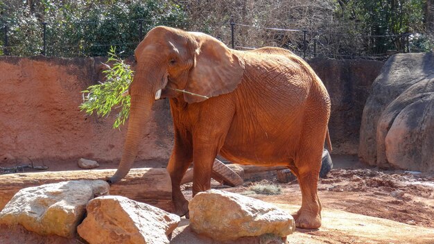 Foto vista laterale di un elefante in piedi su una roccia allo zoo