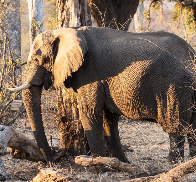 Photo side view of elephant in sunlight