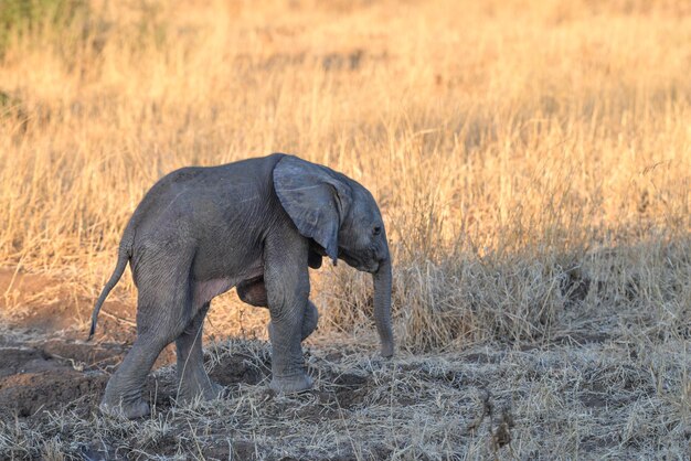 Side view of elephant walking on field