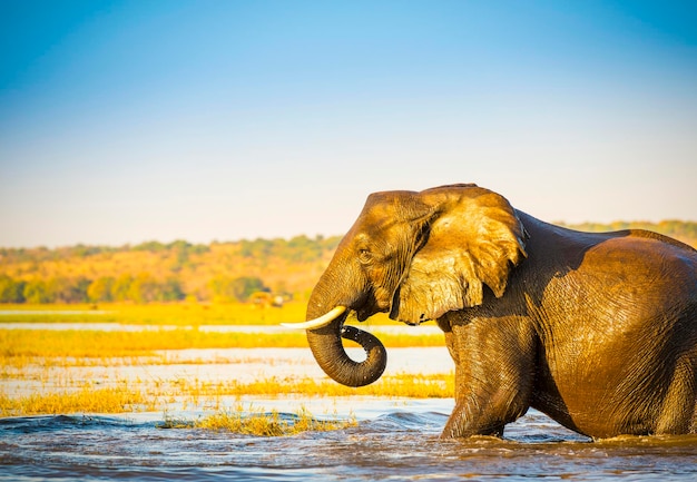 Side view of elephant in water against sky