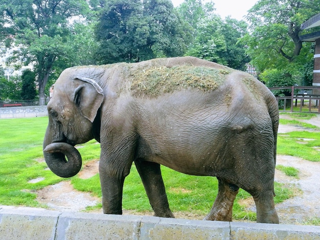 Foto vista laterale di un elefante nello zoo