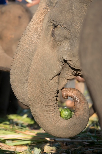 Foto vista laterale di un elefante