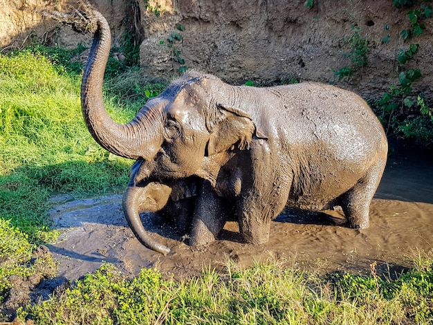 Photo side view of elephants in mud bath