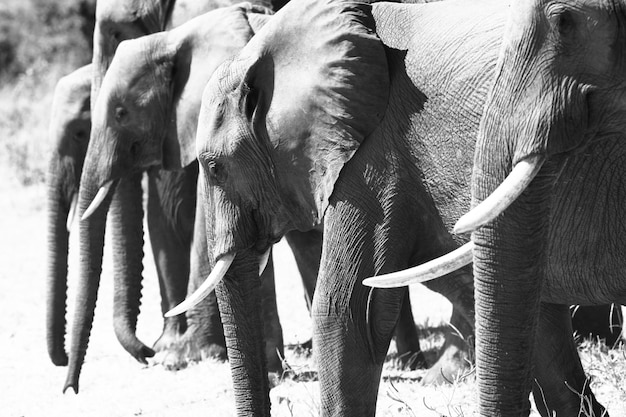 Photo side view of elephants