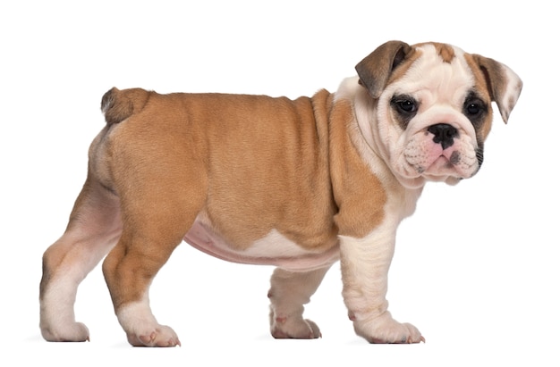 Side view, English Bulldog puppy, standing, 2 months old