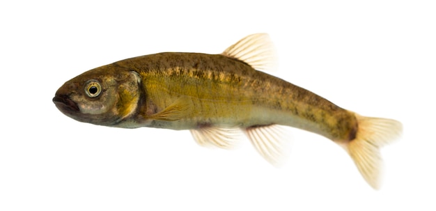 Side view of an Eurasian minnow, Phoxinus phoxinus, isolated on white