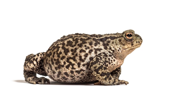 Vista laterale di un rospo comune europeo bufo bufo isolato su bianco