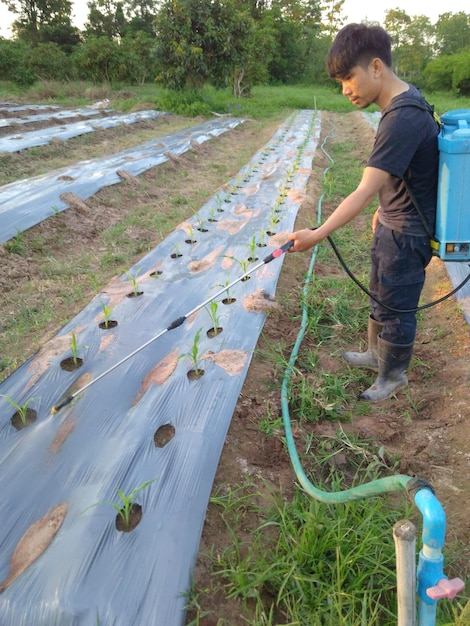 農場で作物に水を注ぐ農家の横の景色